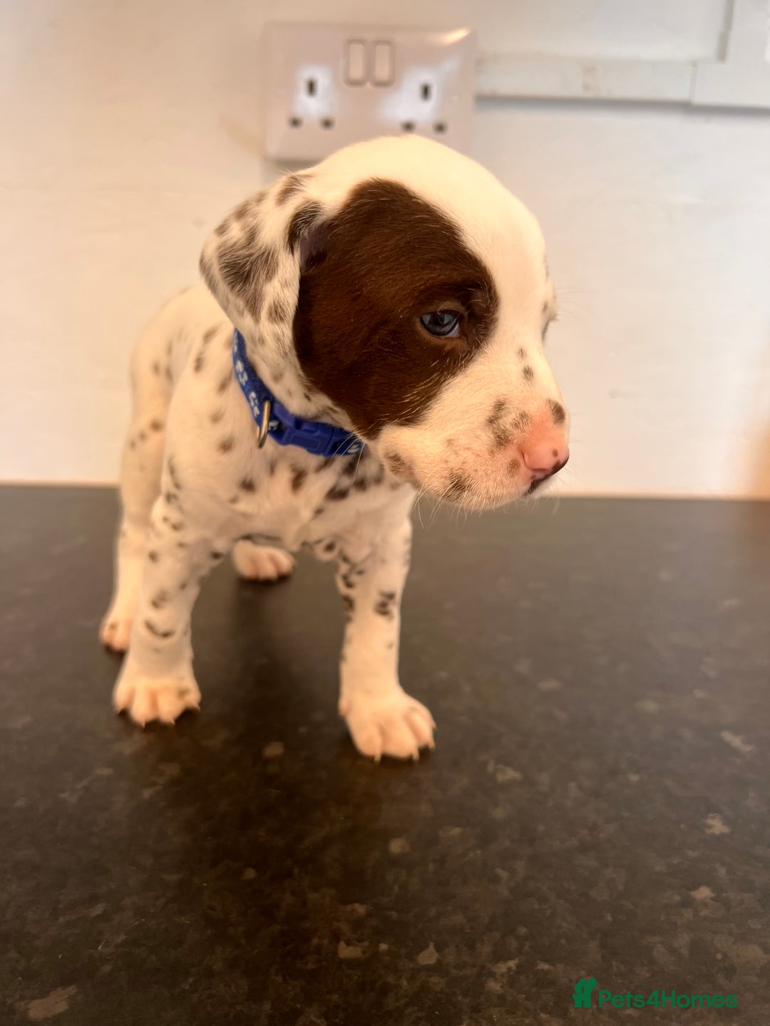 Dalmatian dogs for sale: 🐶 Stunning Dalmatian Puppies Ready 28th August 🐶 - Image 30