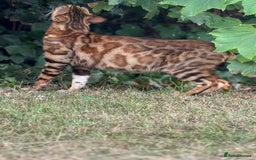 Bengal cats for sale: She very beautiful  - Image 12