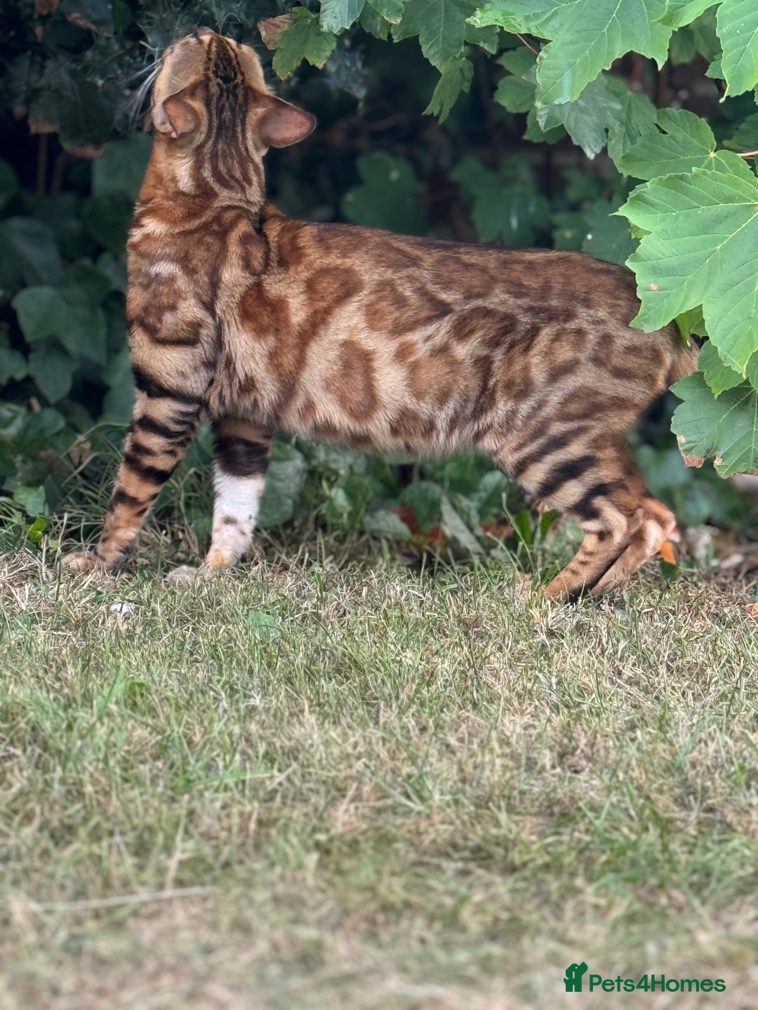 Bengal cats for sale: She very beautiful  - Image 12