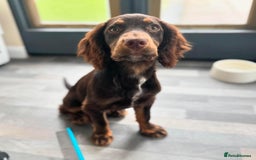 Cocker Spaniel dogs for stud: Handsome Chocolate and Tan WCS  - Image 7