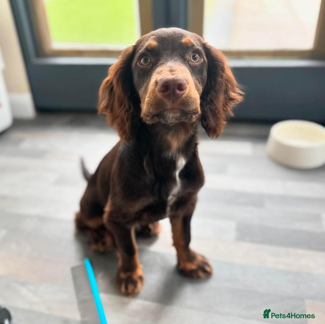 Cocker Spaniel dogs for stud: Handsome Chocolate and Tan WCS  - Image 7