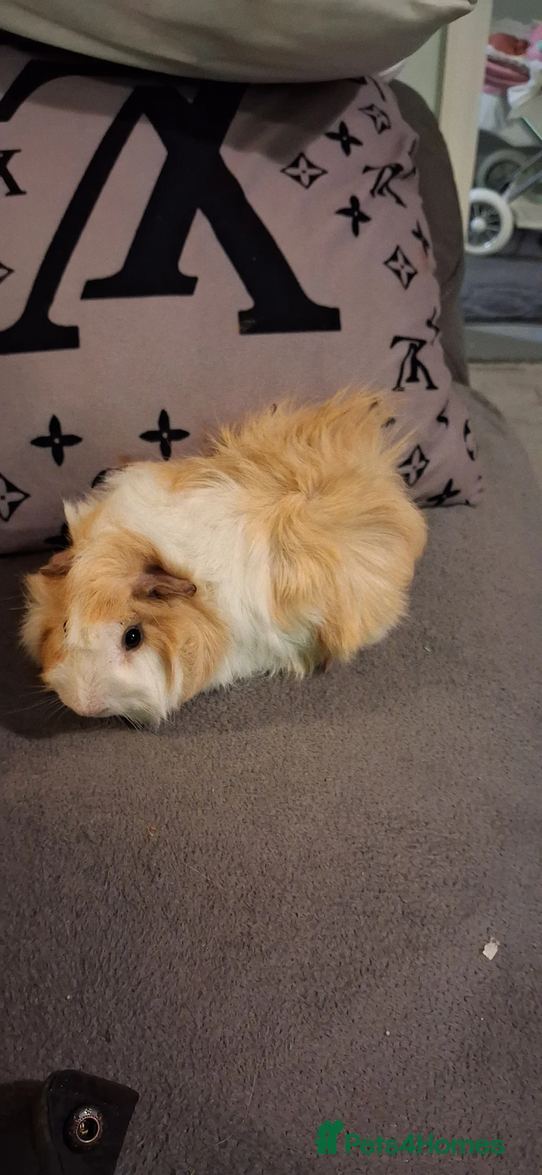 Guinea Pig rodents for sale: Baby boys and 1 girl now reduced as 12 eeeks - Advert 8