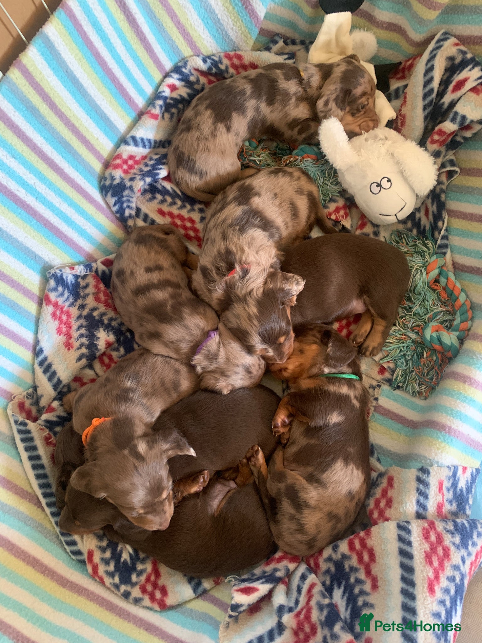 Dachshund dogs Miniature pedigree dachshund puppies  - Advert 12