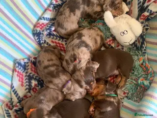 Dachshund dogs Miniature pedigree dachshund puppies - Advert 8