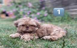 Shih Tzu dogs for sale: KC Registered Imperial Shih Tzu boys.  - Image 15