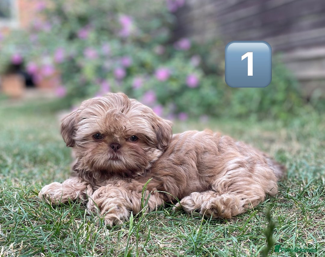 Shih Tzu dogs for sale: KC Registered Imperial Shih Tzu boys.  - Image 15