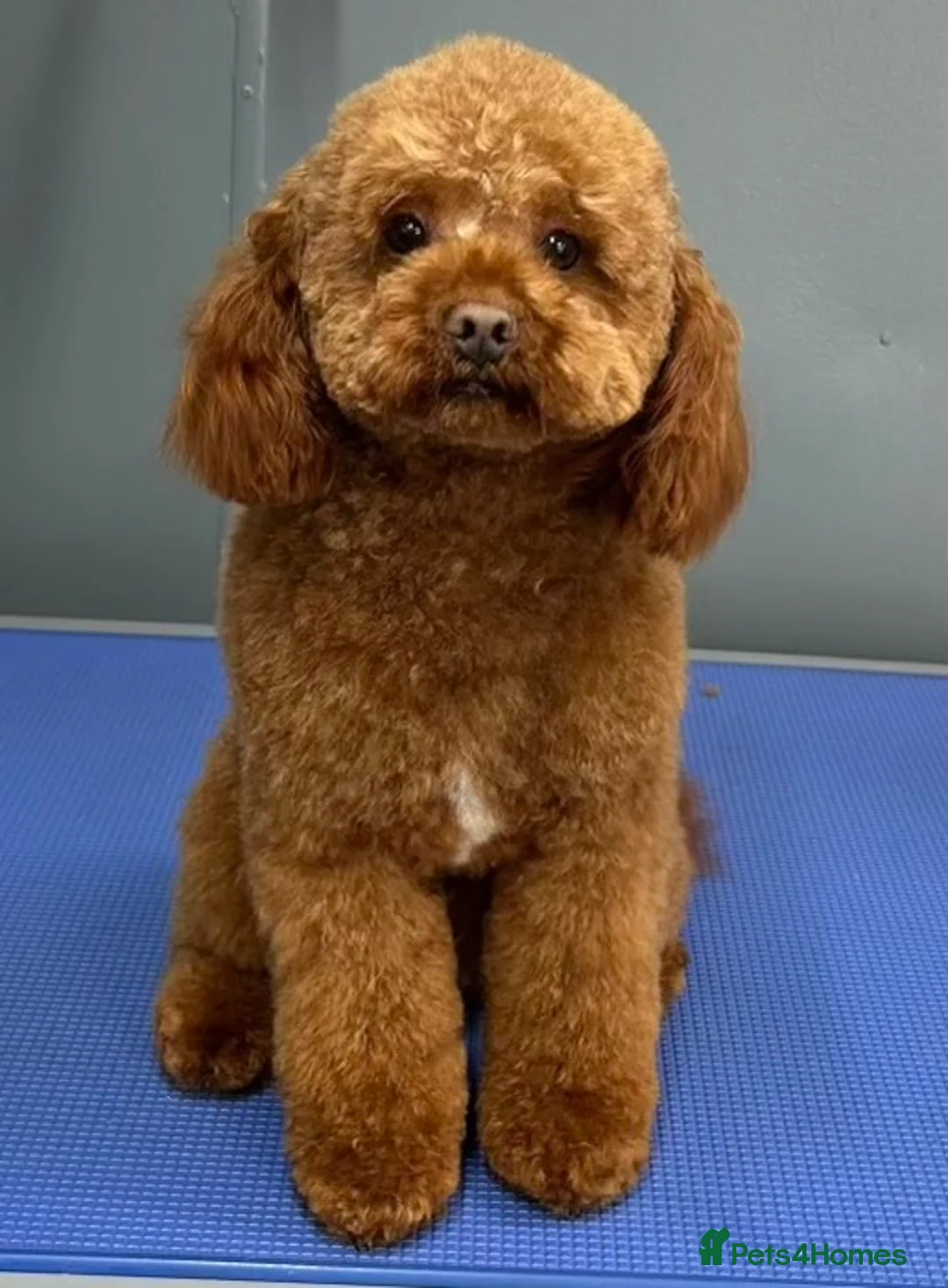 Miniature Poodle dogs for stud: Miniature poodle Kc reg pra clear tiny boy  in Ipswich - Advert 9