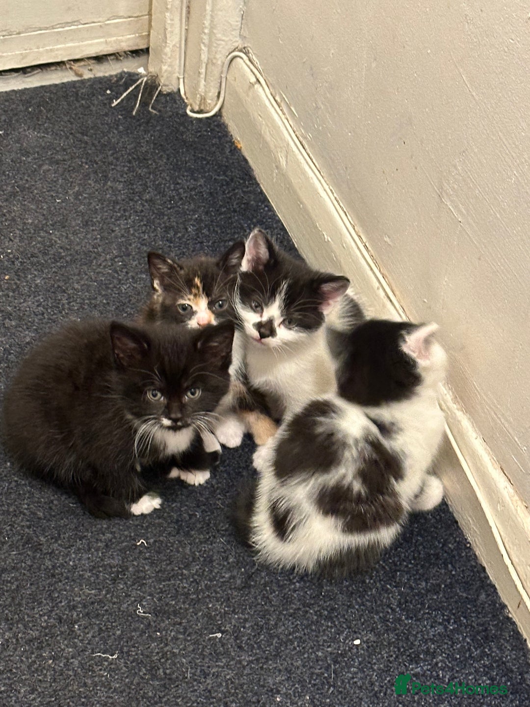 American Wirehair cats for sale: 3 KITTENS FOR SALE - ready to leave Jan 11th - Advert 6