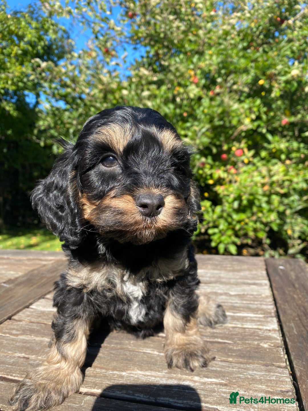 Cockapoo dogs for sale: F1 Cockapoo little girl,ready now. - Image 6