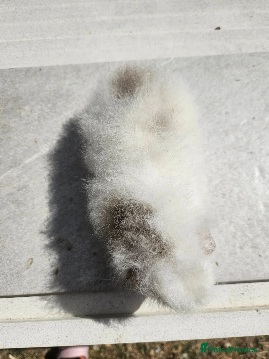 Guinea Pig rodents for sale: Baby male swiss guinea pigs  - Advert 13