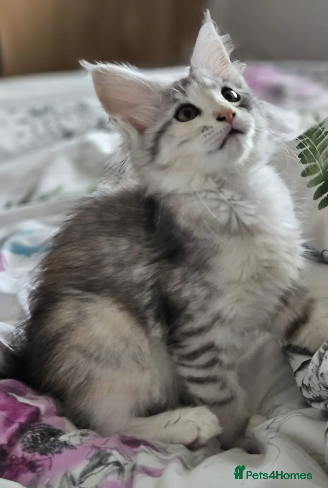 Maine Coon cats for sale: Beautiful TICA registered Maine Coon kitten's  - Advert 1
