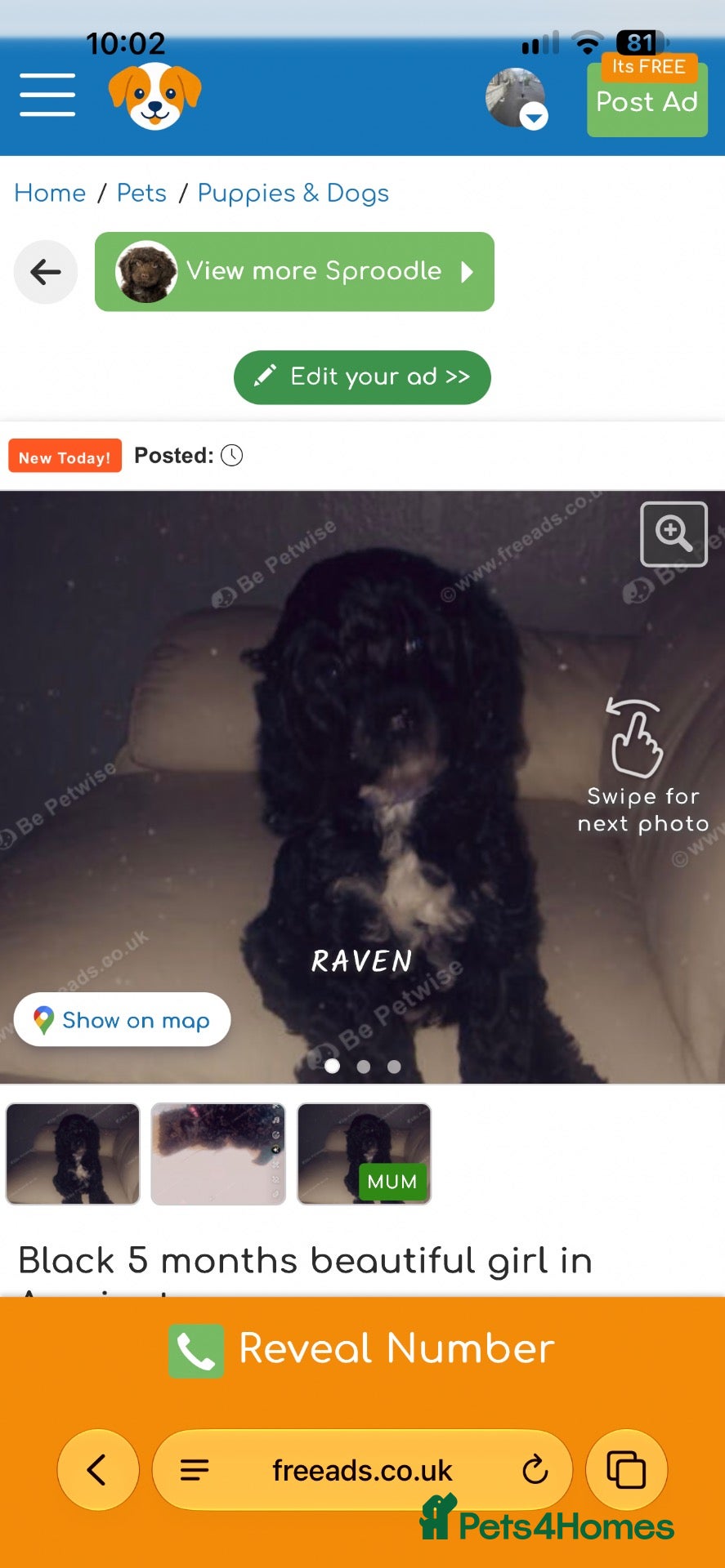Mixed Breed dogs Black 7 month old sproodle - Advert 2