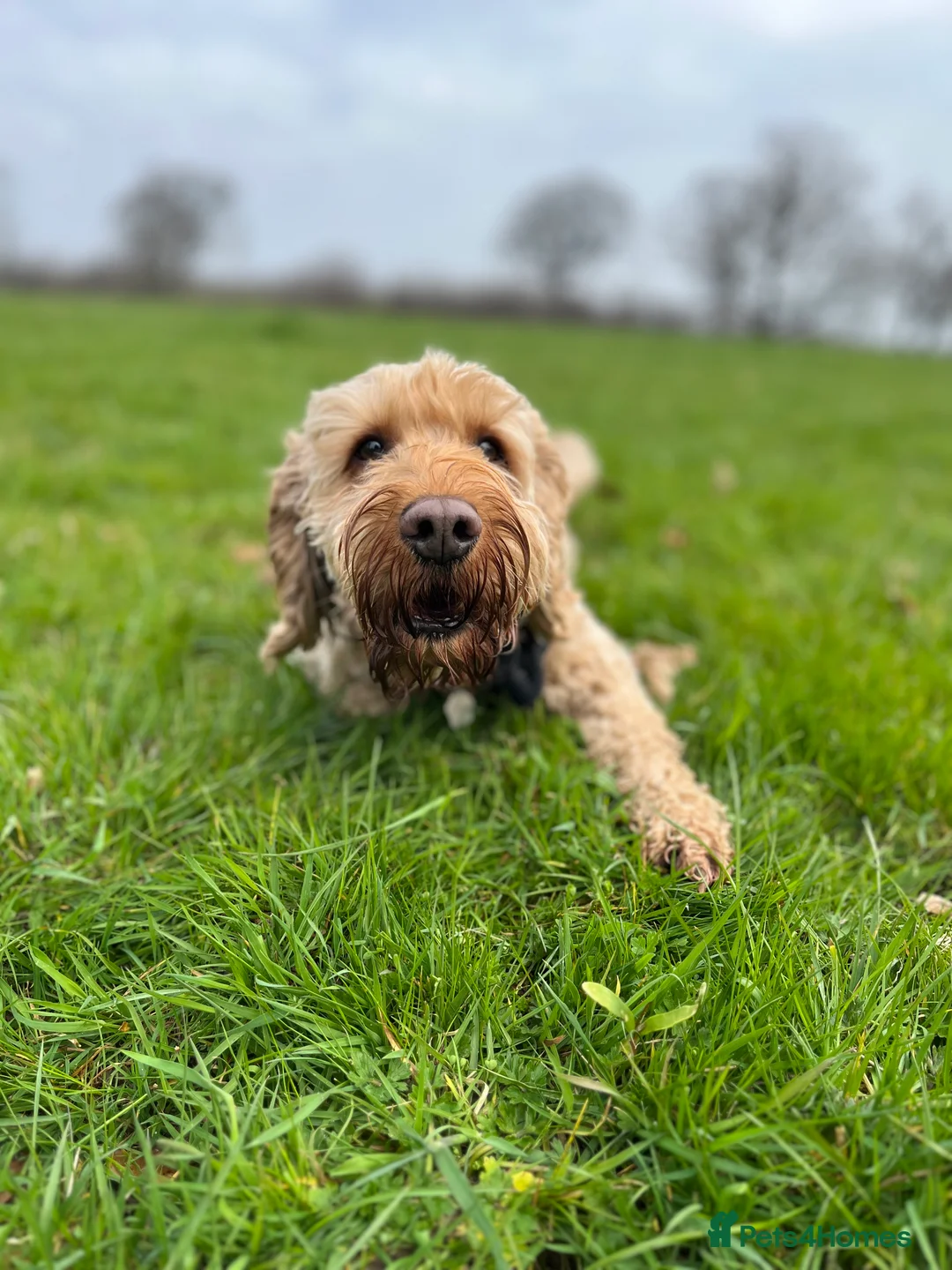 Cockapoo dogs for stud: Cockapoo Stud Dog (PROVEN) in Maidstone - Advert 21