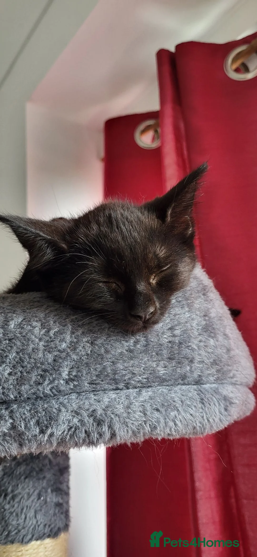 British Shorthair cats for sale: Fun loving BSH black tabby kitten - Advert 2