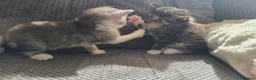 British Longhair cats for sale: Beautiful British long haired kittens - Advert 17