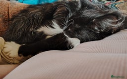British Shorthair cats for sale: 2 tuxedo boys - Image 2