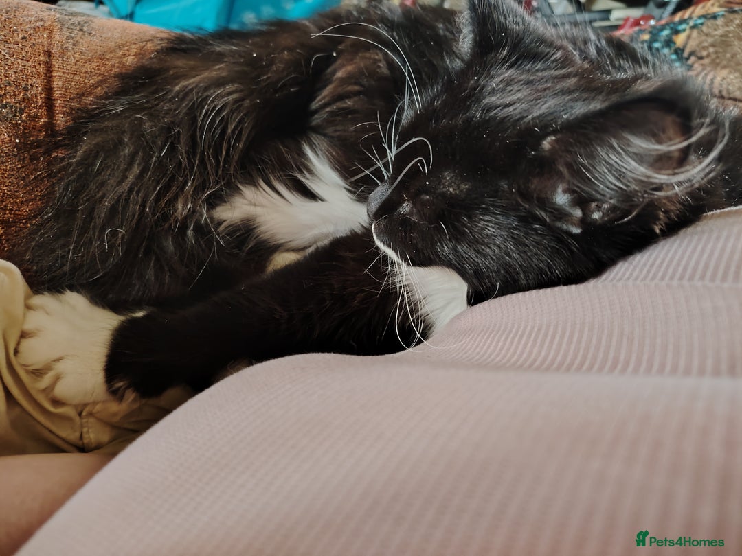 British Shorthair cats for sale: 2 tuxedo boys - Image 2