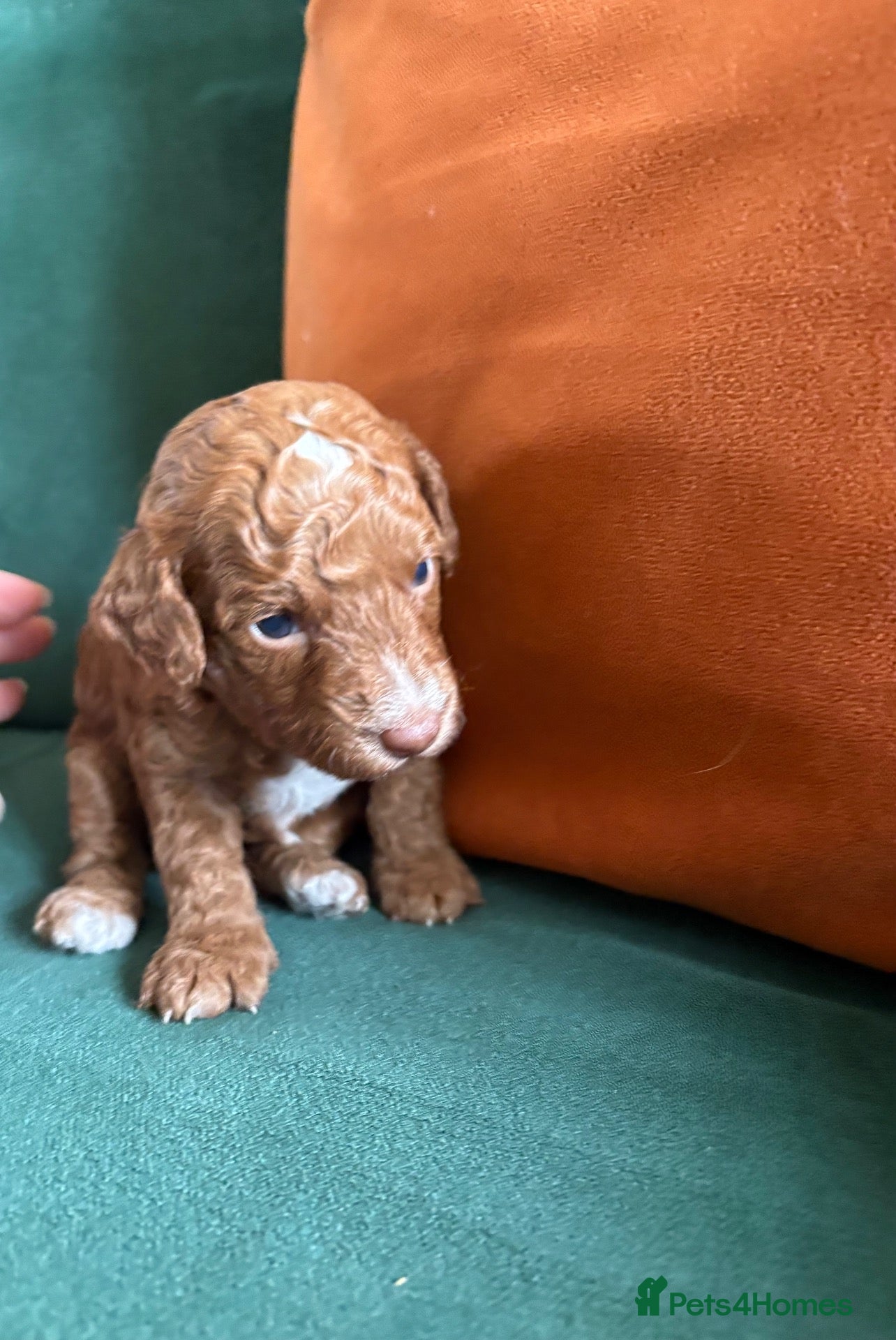 Cockapoo dogs Toy cockapoo puppies  - Advert 18
