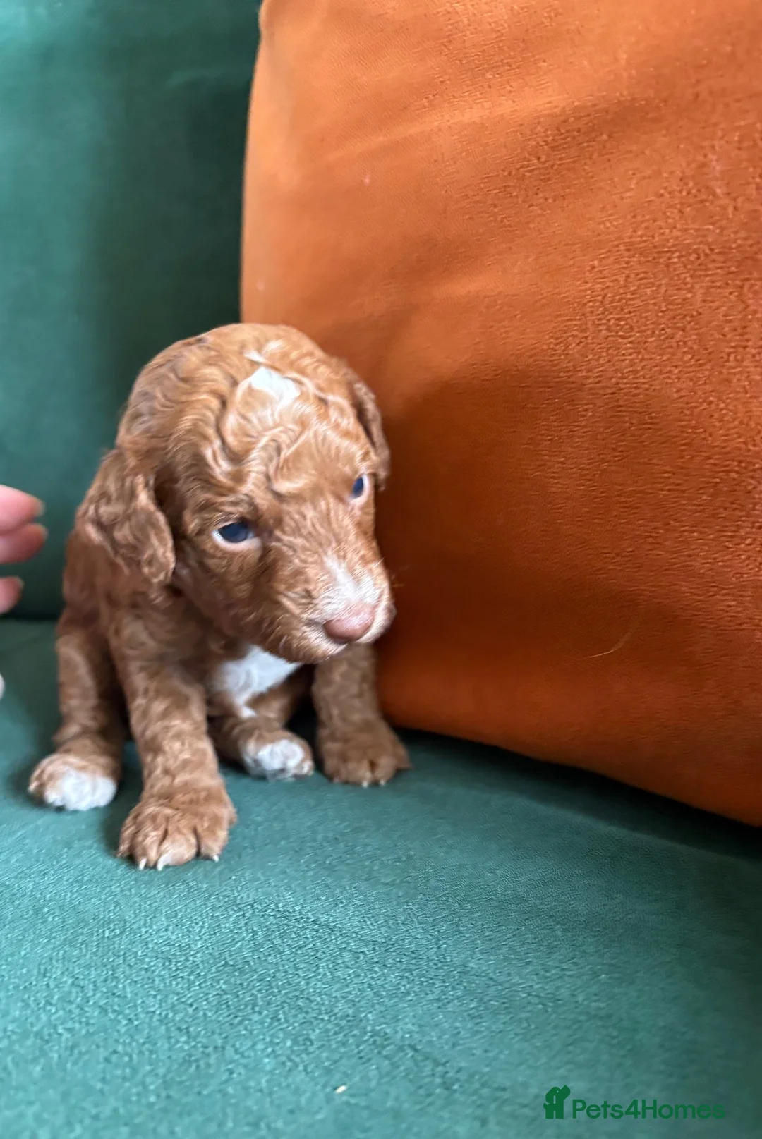 Toy cockapoo puppies for sale in Llandrindod Wells | Pets4Homes