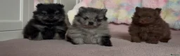 Pomeranian dogs for sale: 🧸💙 3 true to type Pomeranian male bears 💙🧸 - Advert 1