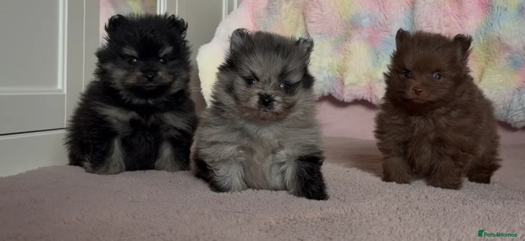 Pomeranian dogs for sale: 🧸💙 3 true to type Pomeranian male bears 💙🧸 - Advert 1