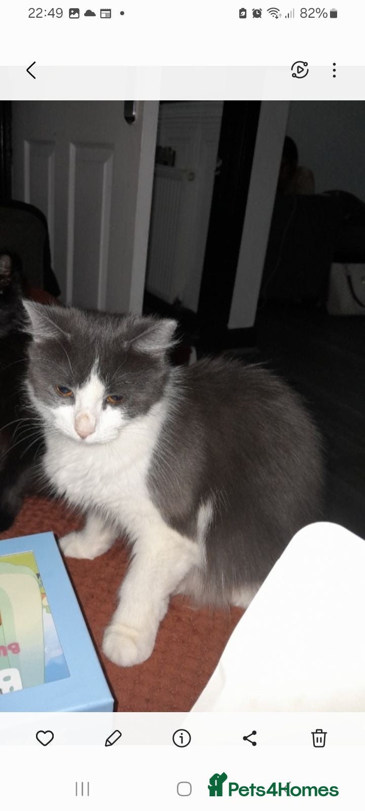 British Longhair cats Beautiful 15week old kitten - Advert 18