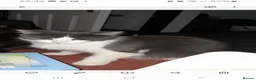 British Longhair cats for sale: Beautiful 15week old kitten - Advert 1