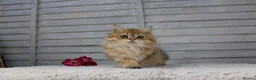 British Longhair cats for sale: Boy and Girl ready  - Advert 6