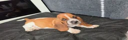 Basset Hound dogs for sale: Basset hound pups kc reg.European lines - Advert 13