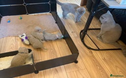 British Shorthair cats for stud: Lilac British Shorthair Stud service only in Huddersfield - Image 13