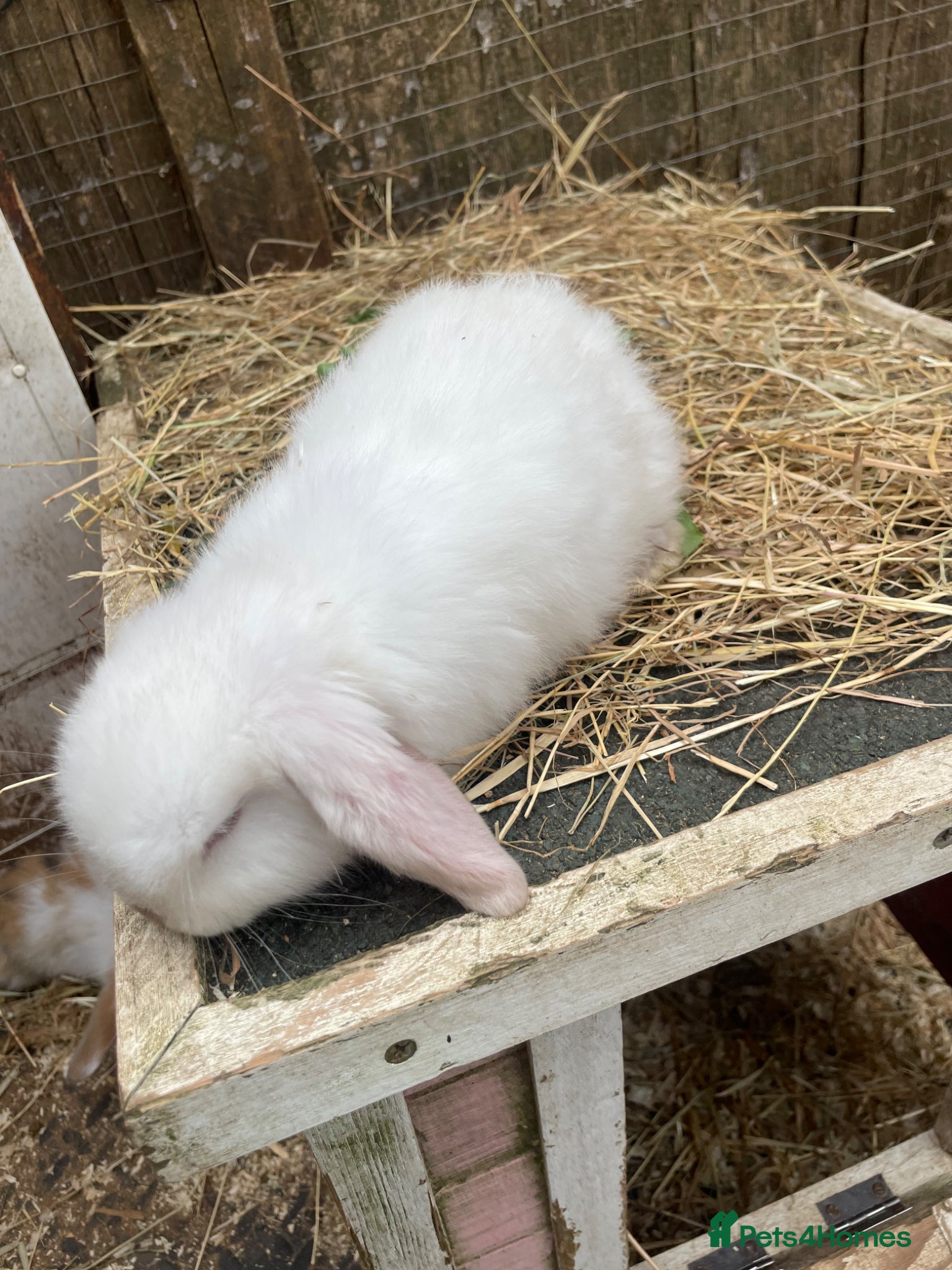 Mini Lop rabbits Mini Plush Lop Babies - Advert 7