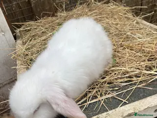 Mini Lop rabbits Mini Plush Lop Babies - Advert 7