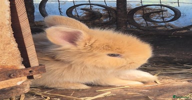 Angora rabbits - Advert 4