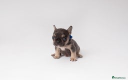 French Bulldog dogs for sale: French Bulldogs  - Image 7