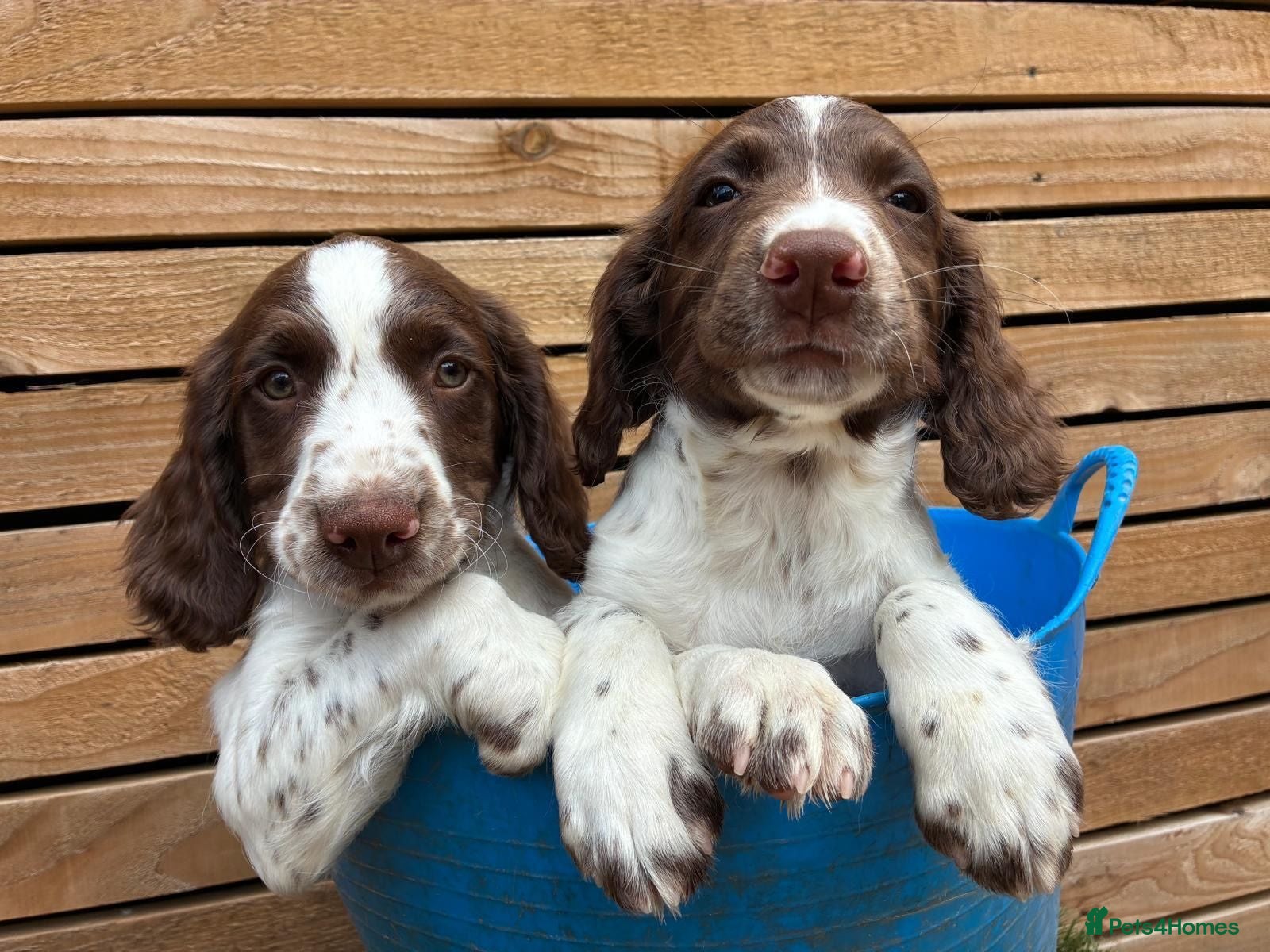 English Springer Spaniel dogs Throstlegill Gundogs English Springer Spaniel Pups - Advert 4