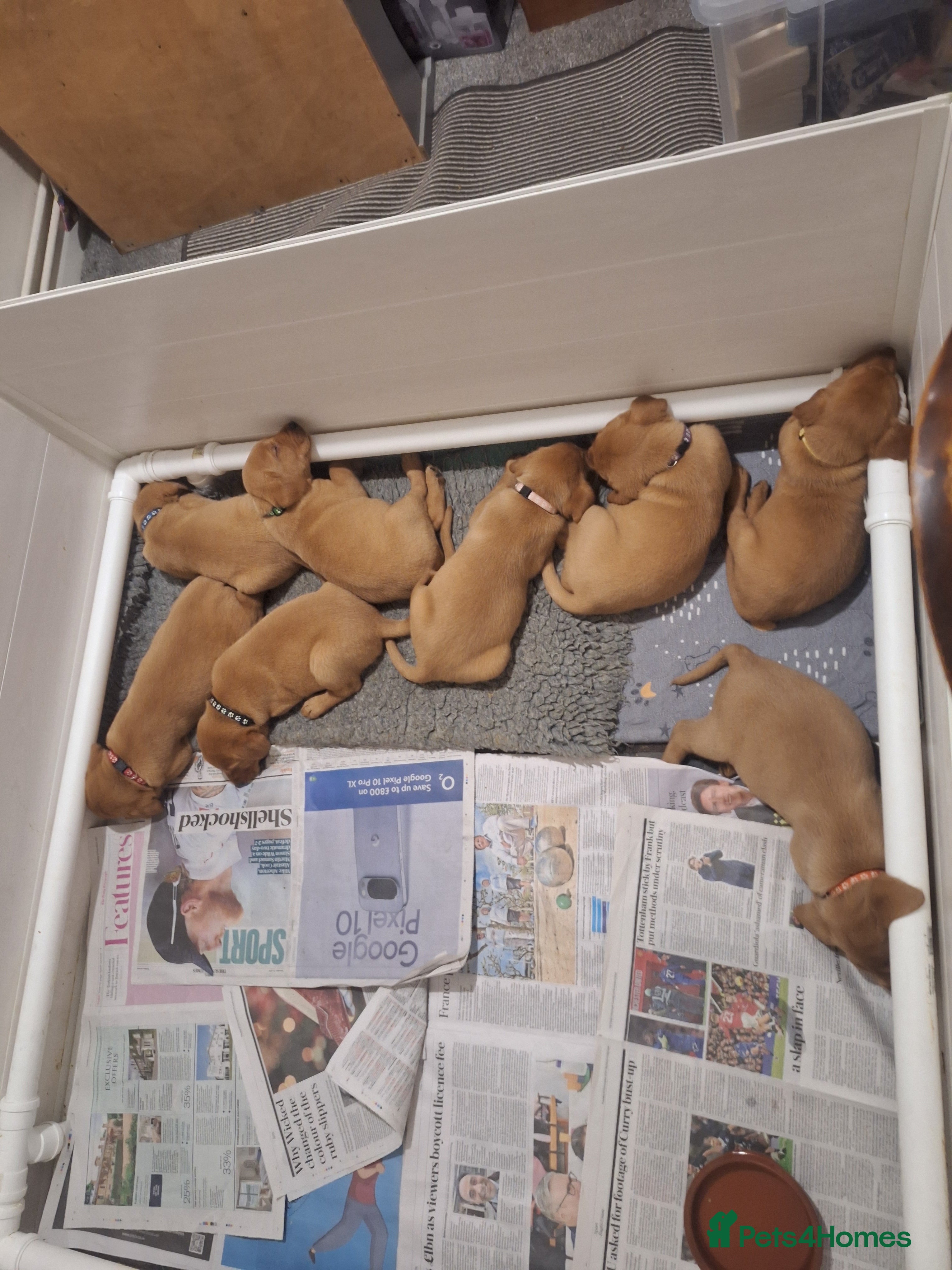 Labrador Retriever dogs Fox red labrador  - Advert 3