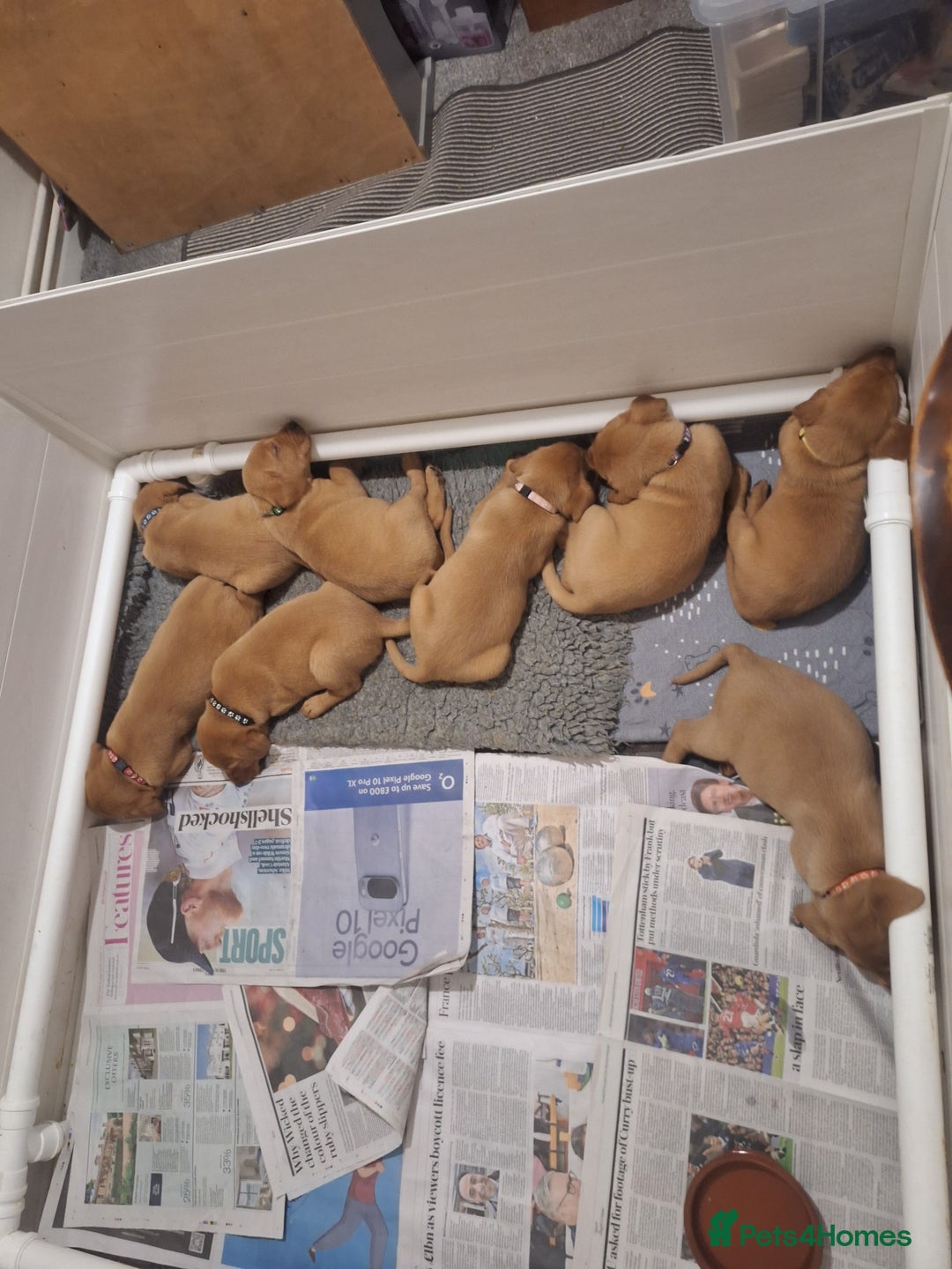 Labrador Retriever dogs for sale: Fox red labrador  - Advert 1