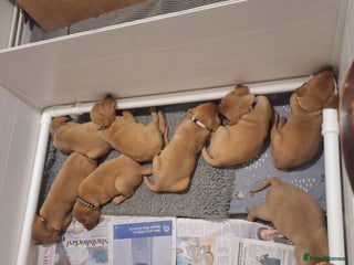 Labrador Retriever dogs Fox red labrador - Advert 1