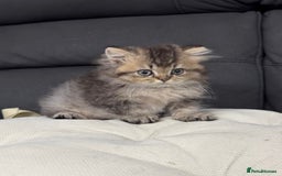 British Shorthair cats for sale: British shorthair  - Image 1