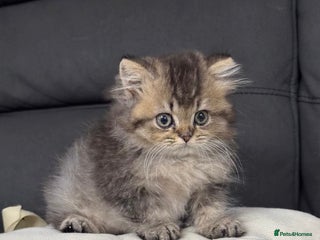 British Shorthair cats for sale - Advert 1