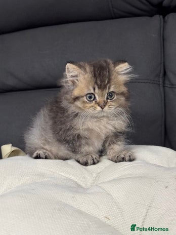 British Shorthair cats - Advert 1