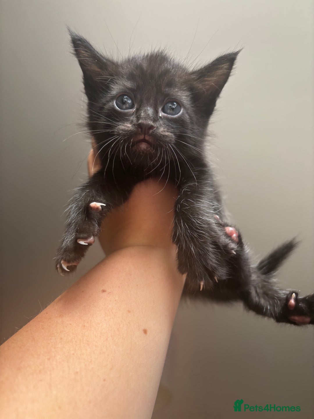 Maine Coon cats for sale: 1 girl left ready now! bengal/maine coon  - Image 13