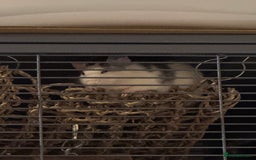 Rat rodents for sale: 6 female rats with critter nation+ accessories  - Image 2