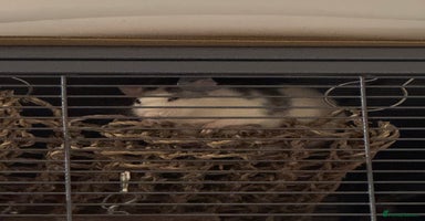 Rat rodents - Advert 5