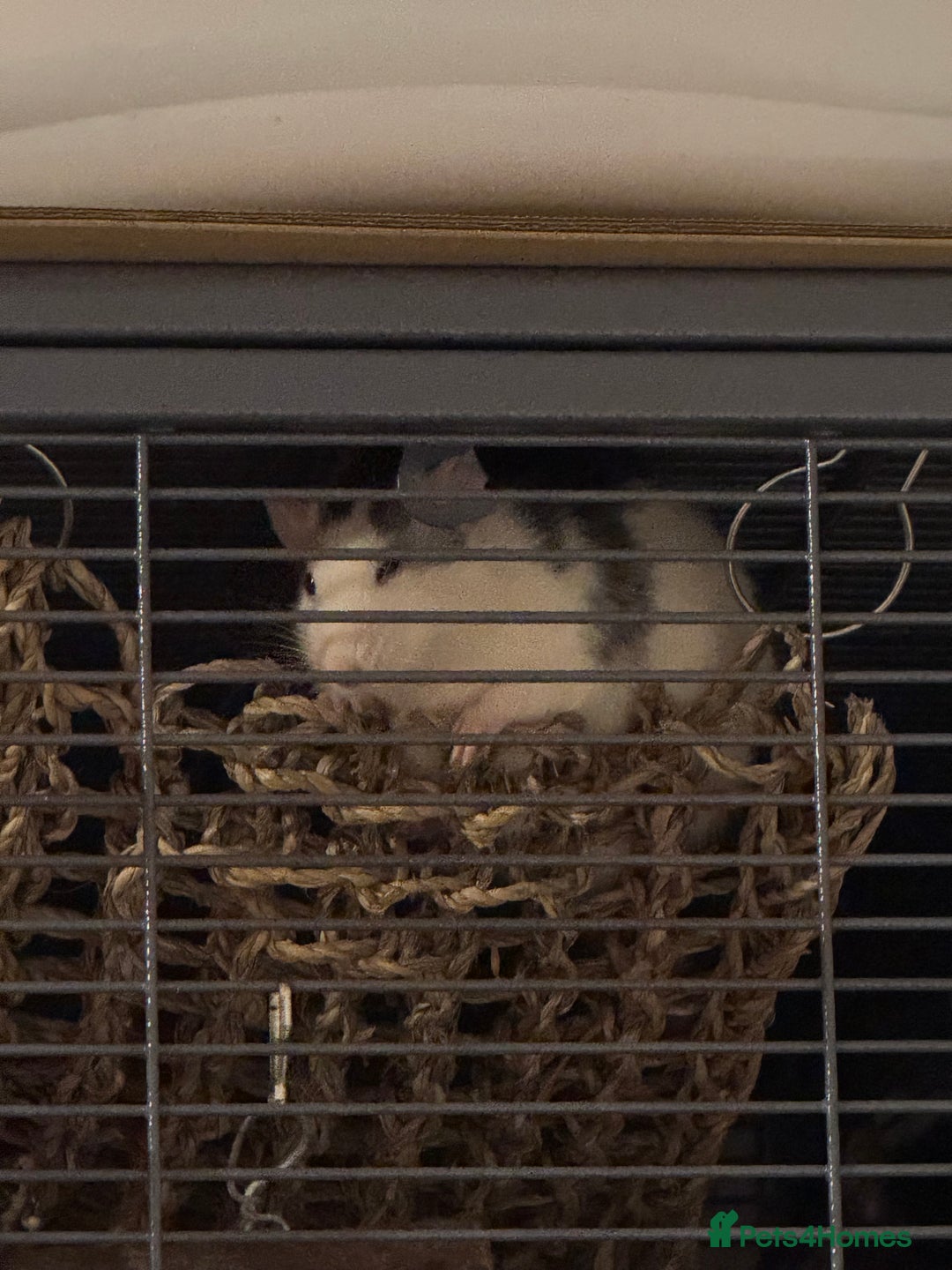 Rat rodents for sale: 6 female rats with critter nation+ accessories  - Image 2