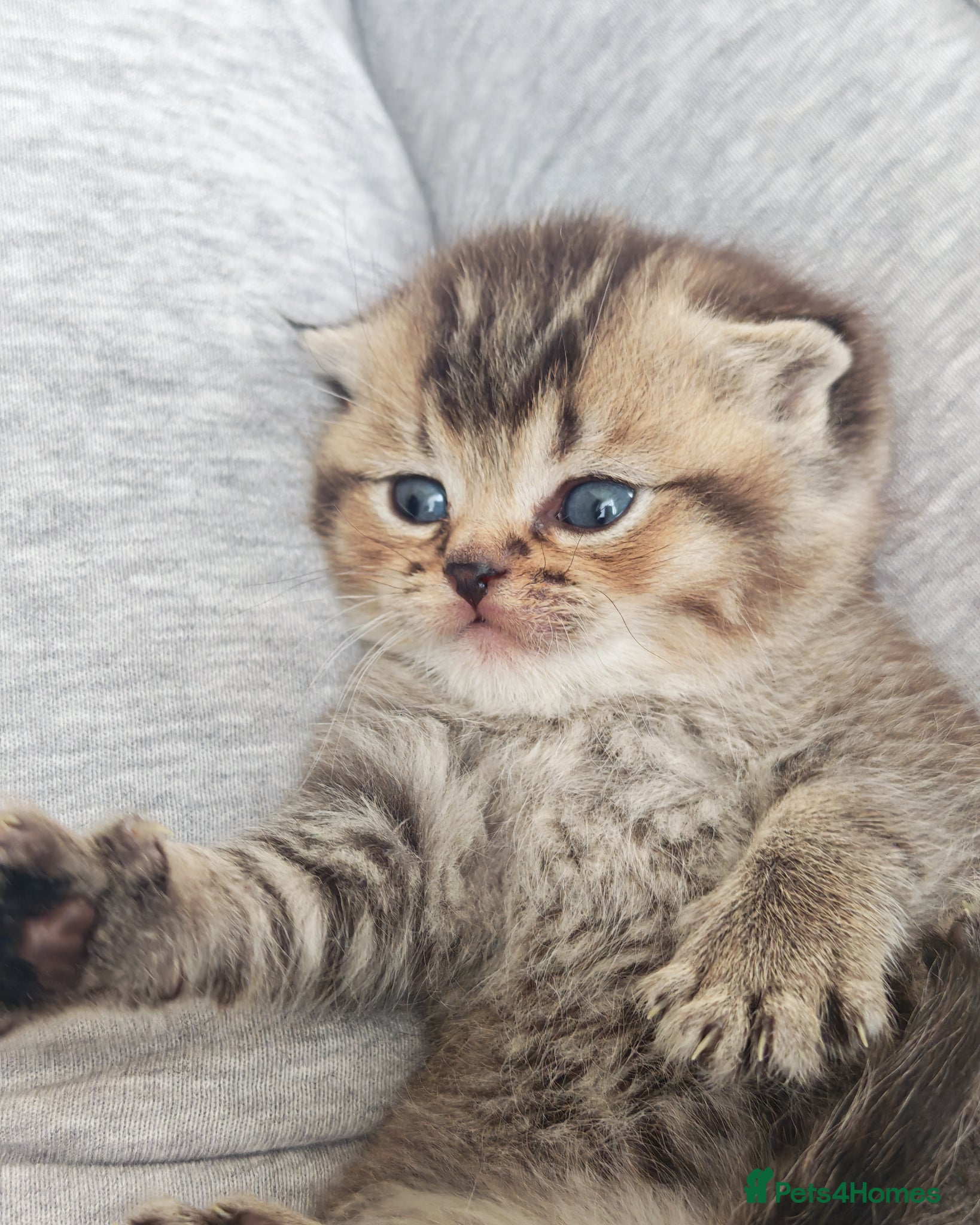 British Shorthair cats Beautiful British shorthair kittens  - Advert 2