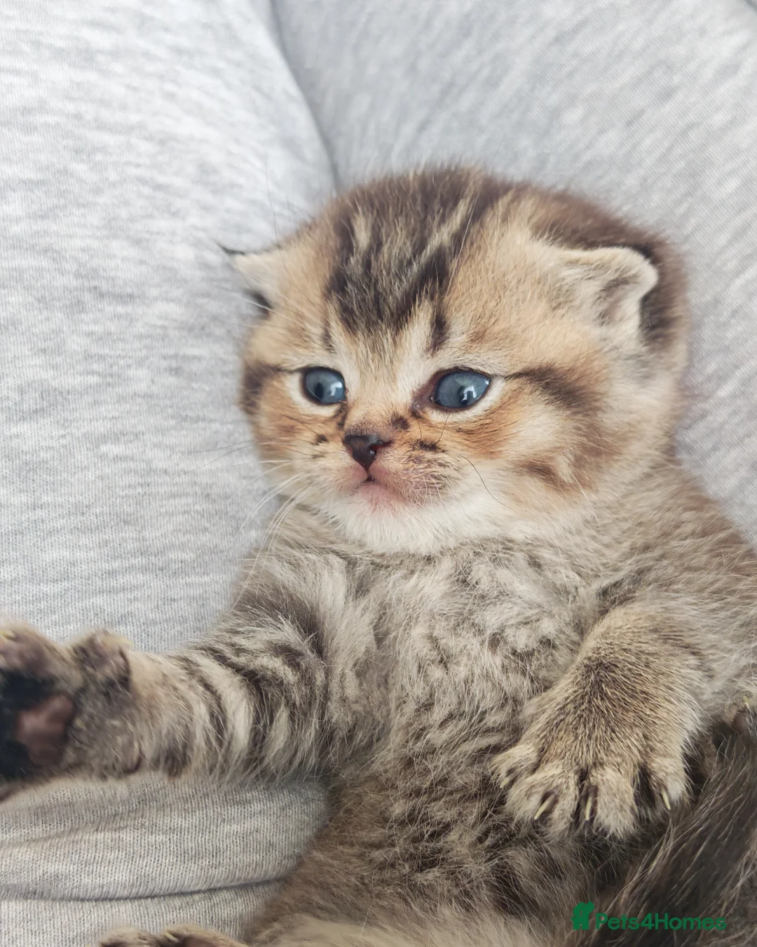 British Shorthair cats for sale: Beautiful British shorthair kittens  - Advert 1