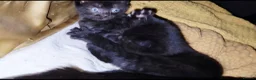 Bombay cats for sale: Adorable Black Kittens – Ready Now 🐾 in Cardiff - Advert 3