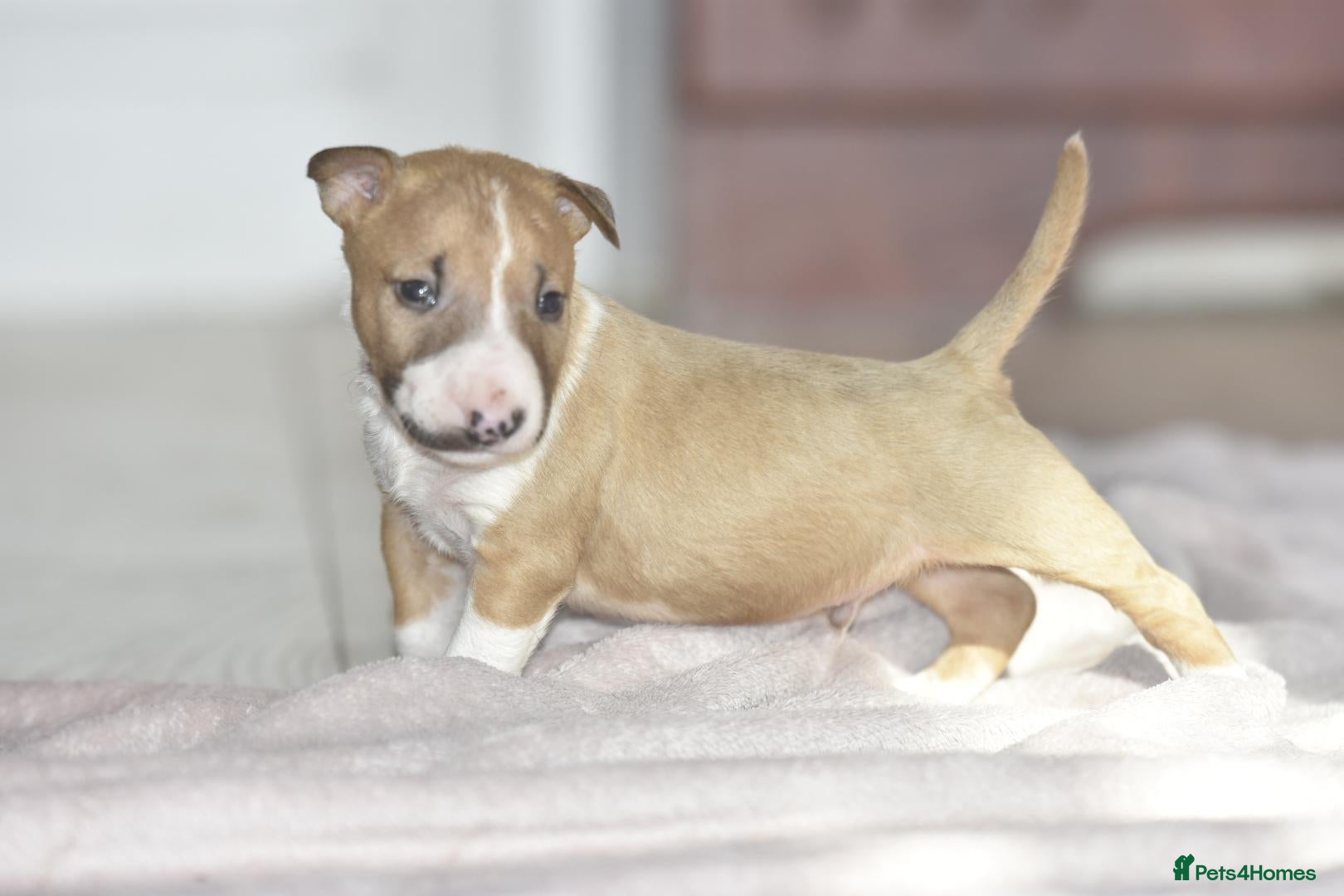 Miniature Bull terrier dogs Excellent miniature english bull terrier puppies  - Advert 1
