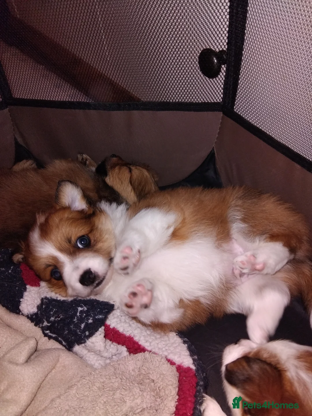 Pomchi dogs for sale: Pomchi puppies - Advert 29